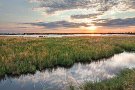 Green Gazette: Essential Wetlands Image